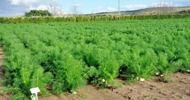 Prodotti agricoli dell’azienda in contesto naturale
