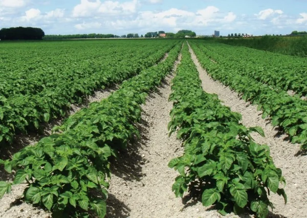Panoramica dell’azienda agricola con coltivazioni e contesto rurale.